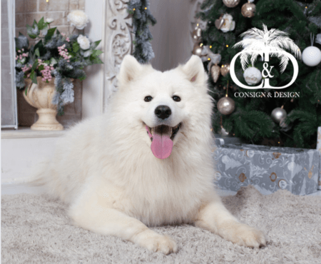 Paw It Forward: Consign & Design Takes Care of Our Furry Loved Ones - Consign & Design
