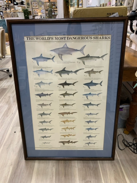 PRINT SHARK CHART WITH  BLUE MAT