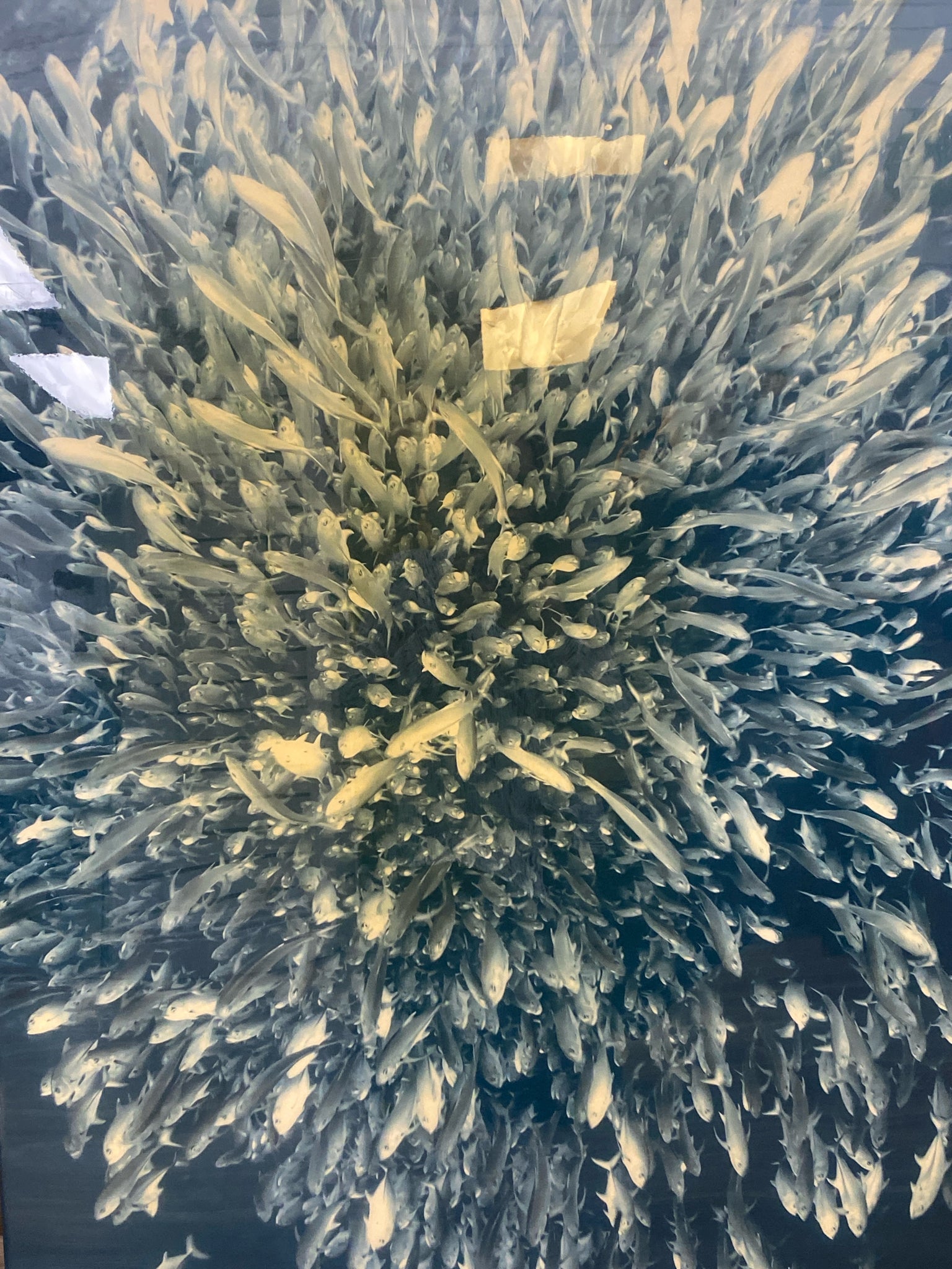 Zoom