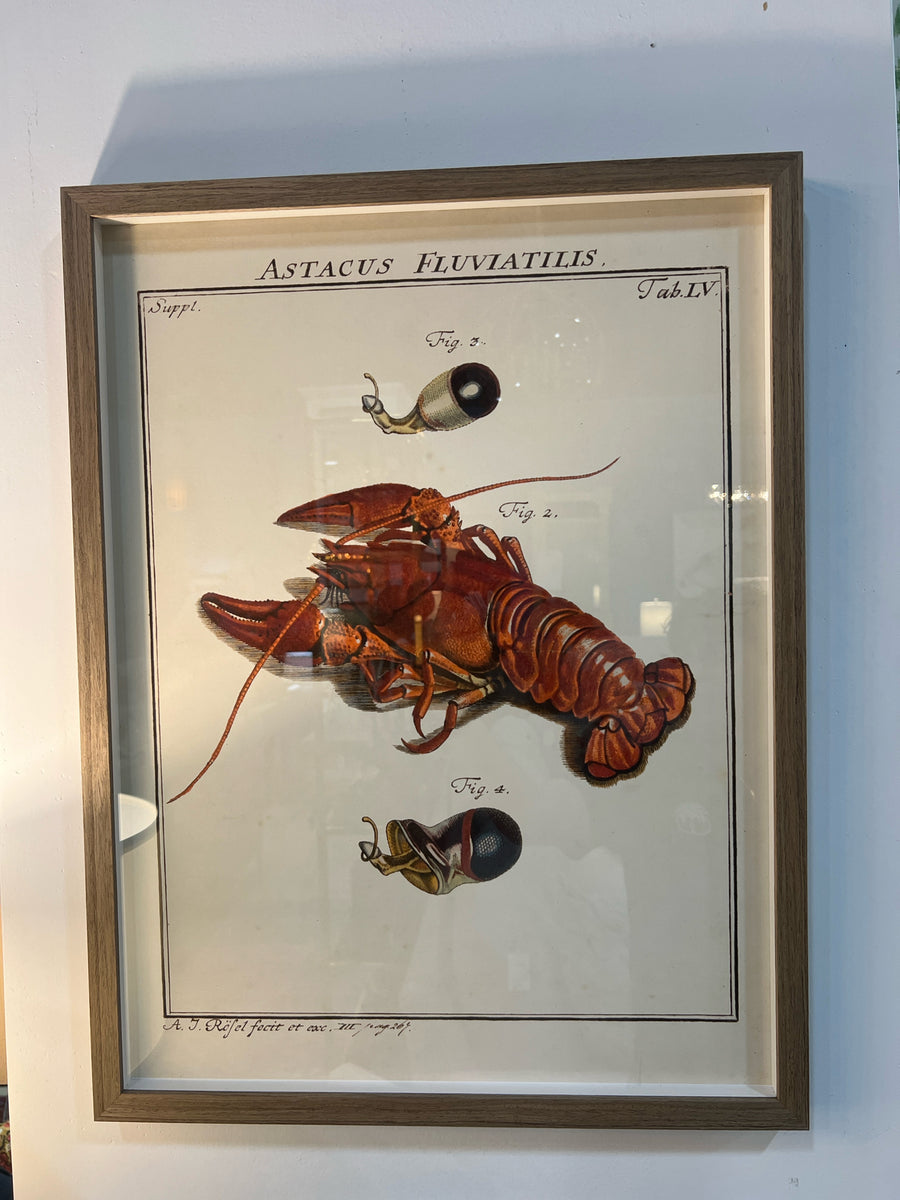 VINTAGE BOOK PLATE LOBSTER FRAMED 18"W x 24"H