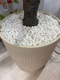 money tree white center Home Decor MONEY TREE IN WHITE CERAMIC POT – Consign & Design