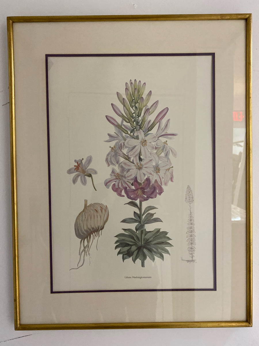 PRINT BOTANICAL LILIUM GOLD FRAME III