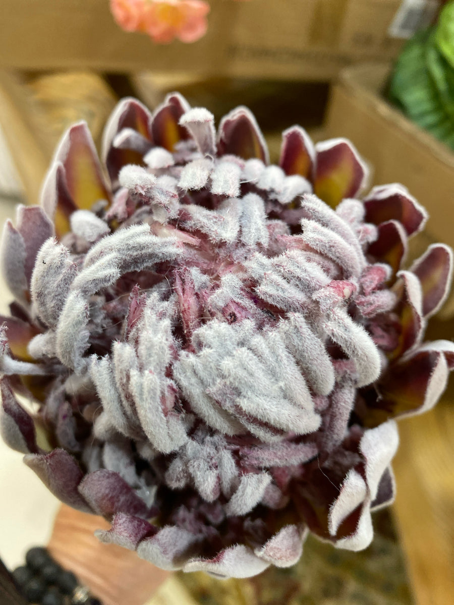 FLOCKED PROTEA STEM 26" PURPLE