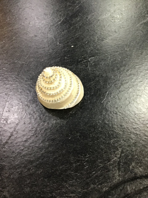 TROCHA SHELL JEWELED