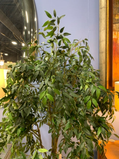 TREE SILK FICUS