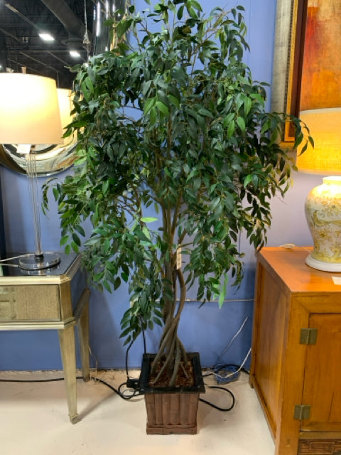 TREE SILK FICUS