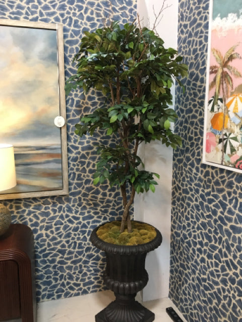 TREE SILK FICUS  IN LARGE POT