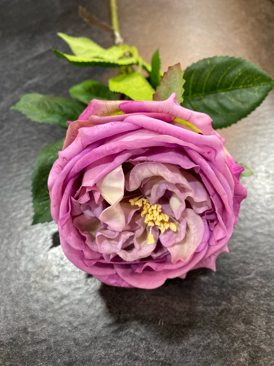 AUSTIN ROSE STEM DARK PURPLE